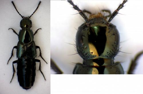 Réf. 279 012 : Philonthus laminatus